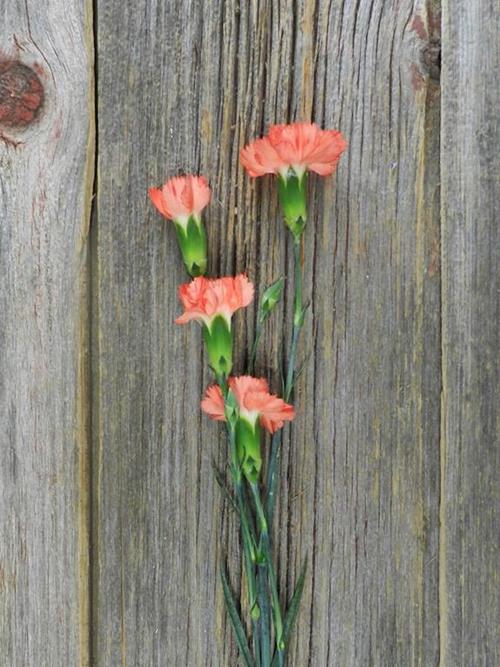 ROMANY ORANGE MINI-CARNATIONS